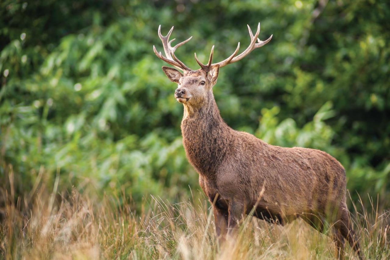 Castlerosse Park Resort Killarney Bagian luar foto